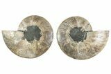 Cut & Polished, Agatized Ammonite Fossil - Madagascar #241014-1